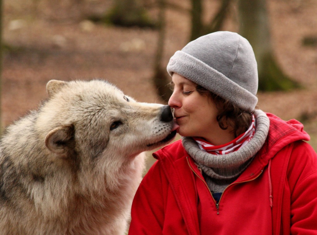 Dzień jak codzień, czyli praca z wilkami :) fot. wolfsciencecenter.com