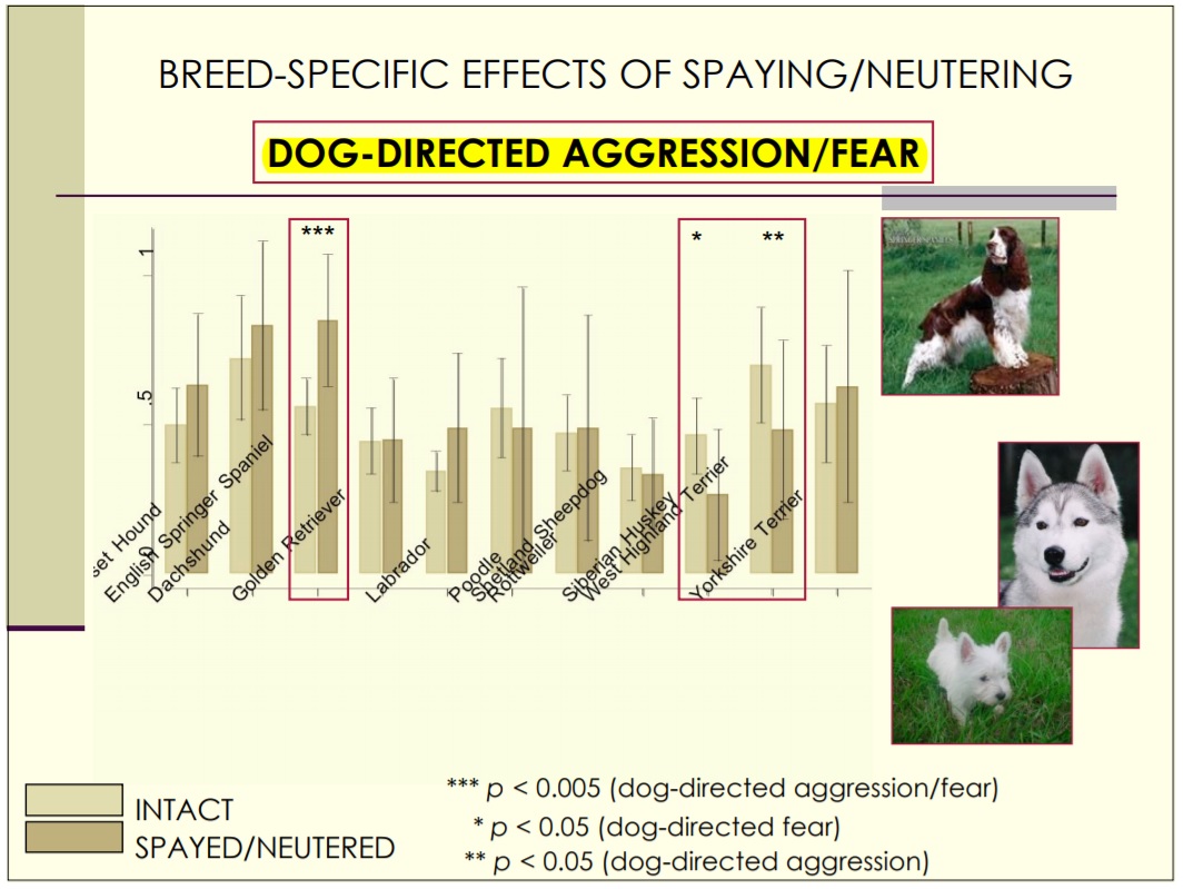 Porównanie agresji u kastrowanych i niekastrowanych psów poszczególnych ras. Źródło: naiaonline.org