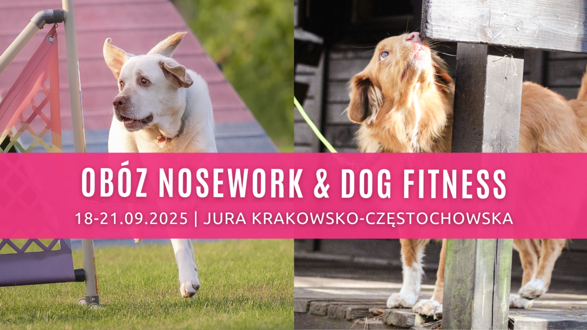 nosework